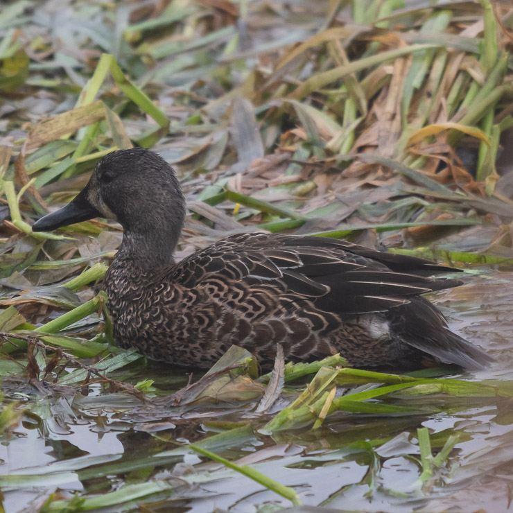 Blue-winged teal